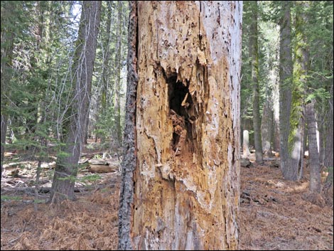 Pileated Woodpecker (Dryocopus pileatus)