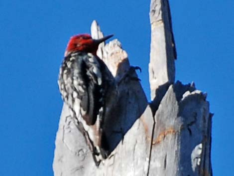 Red-breasted Sapsucker (Sphyrapicus ruber)