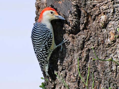 Red-bellied Woodpecker (Melanerpes carolinus)