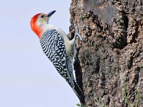 Red-bellied Woodpecker (Melanerpes carolinus)