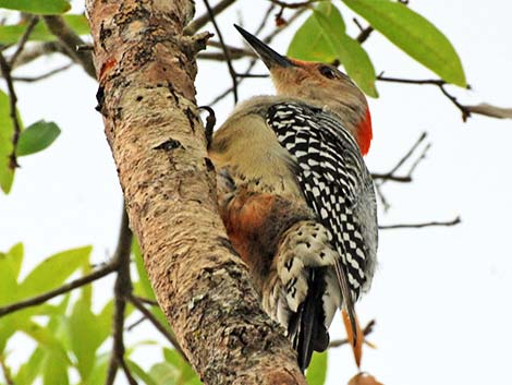 Red-bellied Woodpecker (Melanerpes carolinus)