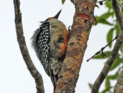 Red-bellied Woodpecker (Melanerpes carolinus)