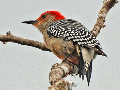 Red-bellied Woodpecker (Melanerpes carolinus)