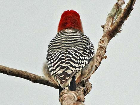 Red-bellied Woodpecker (Melanerpes carolinus)