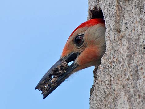 Red-bellied Woodpecker (Melanerpes carolinus)