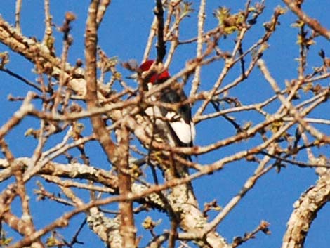 Red-headed Woodpeckers (Melanerpes erythrocephalus)