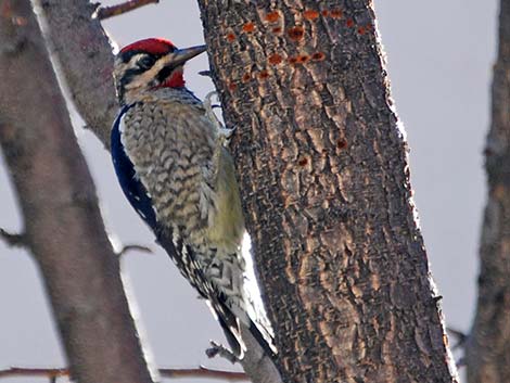 Red-naped Sapsucker (Sphyrapicus nuchalis)