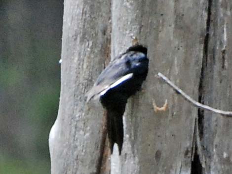 White-headed Woodpecker (Picoides albolarvatus)