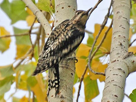 Yellow-bellied Sapsucker (Sphyrapicus varius)