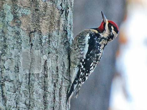 Yellow-bellied Sapsucker (Sphyrapicus varius)