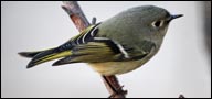 Ruby-crowned Kinglet