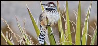 Troglodytidae, Cactus Wren