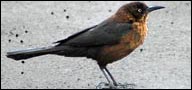 Great-tailed Grackle (Quiscalus mexicanus)