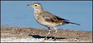 Motacillidae, American Pipit