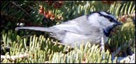 Paridae, Mt. Chickadee