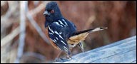 Emberizidae (spotted towhee)