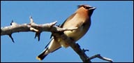 Bombycillidae, Cedar Waxwing