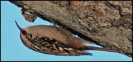 Brown Creeper (Certhia americana)