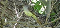 Tyrannidae (Ash-throated Flycatcher)