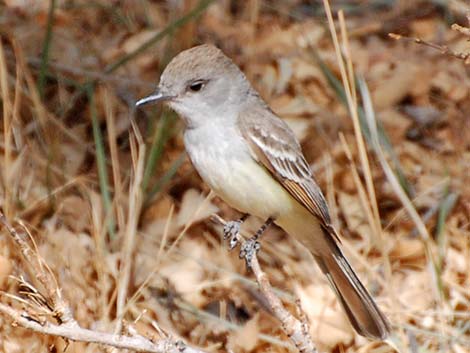 Ash-throated Flycatcher (Myiarchus cinerascens)