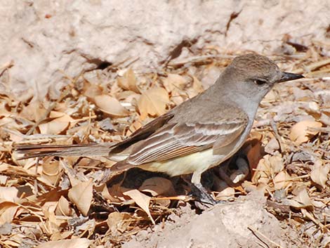 Ash-throated Flycatcher (Myiarchus cinerascens)