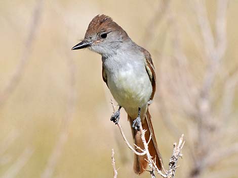 Ash-throated Flycatcher (Myiarchus cinerascens)