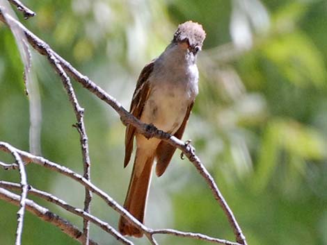 Ash-throated Flycatcher (Myiarchus cinerascens)