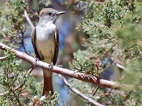 Ash-throated Flycatcher (Myiarchus cinerascens)