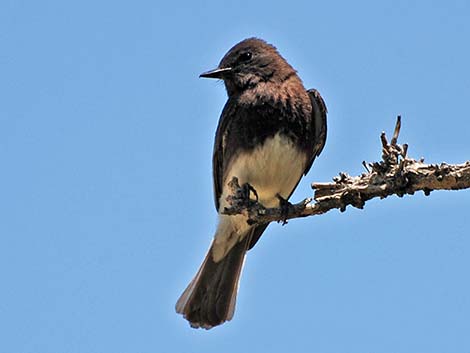 Black Phoebe (Sayornis nigricans)