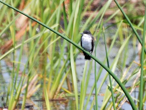 Eastern Kingbird (Tyrannus tyrannus)