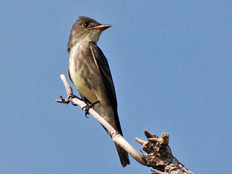 Olive-sided Flycatcher (Contopus cooperi)