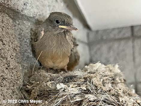 Say's Phoebe (Sayornis saya)