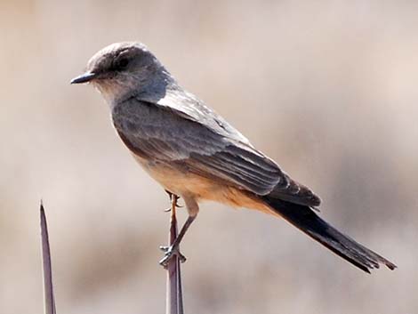 Say's Phoebe (Sayornis saya)