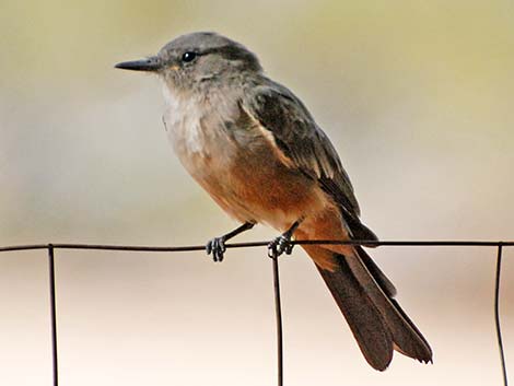 Say's Phoebe (Sayornis saya)