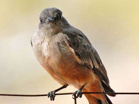 Say's Phoebe (Sayornis saya)