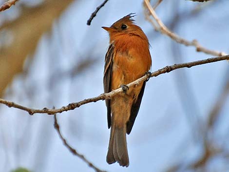 Tufted Flycatchers (Mitrephanes phaeocercus)