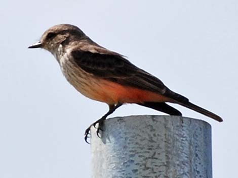 Vermilion Flycatcher (Pyrocephalus rubinus)