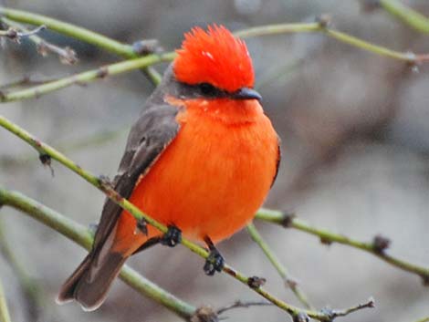 Vermilion Flycatcher (Pyrocephalus rubinus)