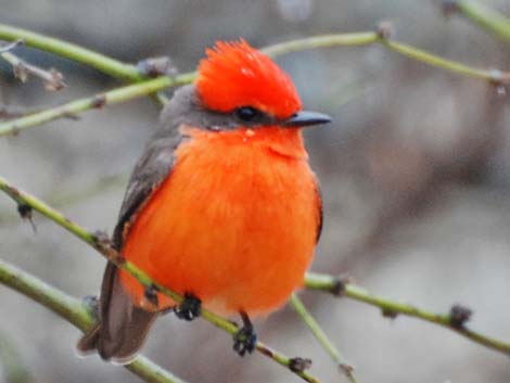 Vermilion Flycatcher (Pyrocephalus rubinus)