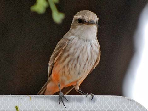 Vermilion Flycatcher (Pyrocephalus rubinus)