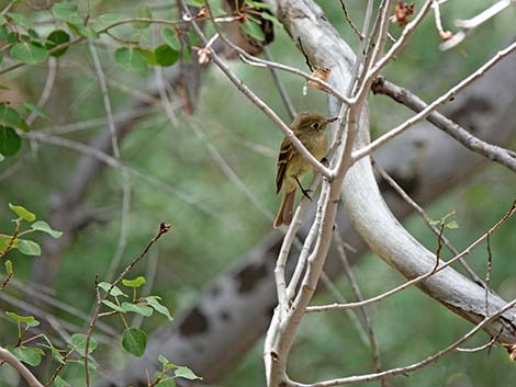 Western Flycatchers (Empidonax difficilis)