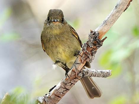 Western Flycatchers (Empidonax difficilis)