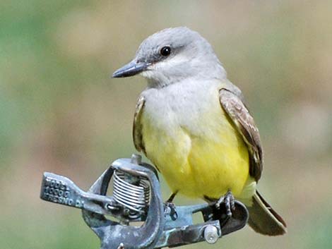 Western Kingbird (Tyrannus verticalis)