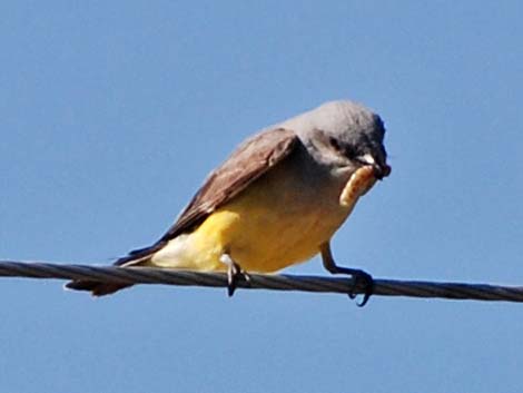 Western Kingbird (Tyrannus verticalis)