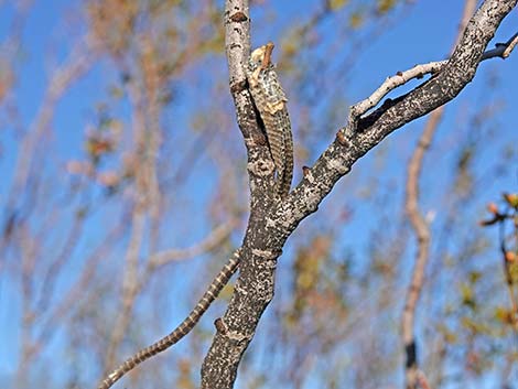 Loggerhead Shrike (Lanius ludovicianus)