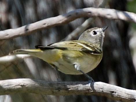 Cassin's Vireo (Vireo cassinii)