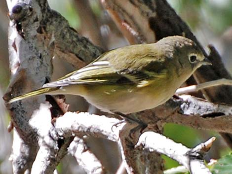 Cassin's Vireo (Vireo cassinii)