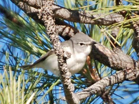 Gray Vireo (Vireo vicinior)