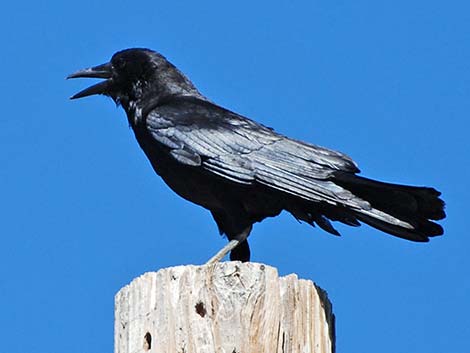 American Crow (Corvus brachyrhynchos)