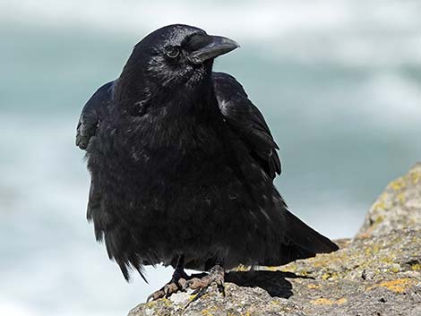 American Crow (Corvus brachyrhynchos)